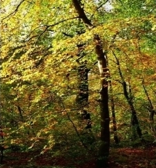 Yeni ürün: Hidroksipropil tetrahidropiran triol (yağda çözünür)